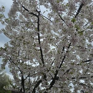 Meet your Posher, Komal